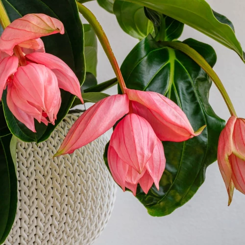 Blühende Medinilla in einem Textilkorb