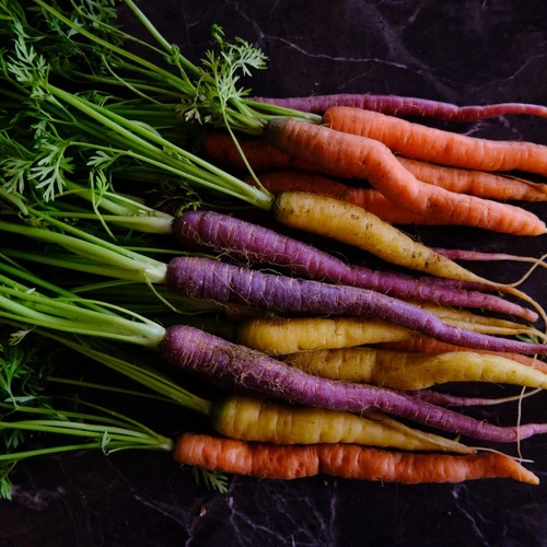 Frisch geerntete bunte Karotten mit Grün – violett, gelb und orange – auf dunklem Untergrund.