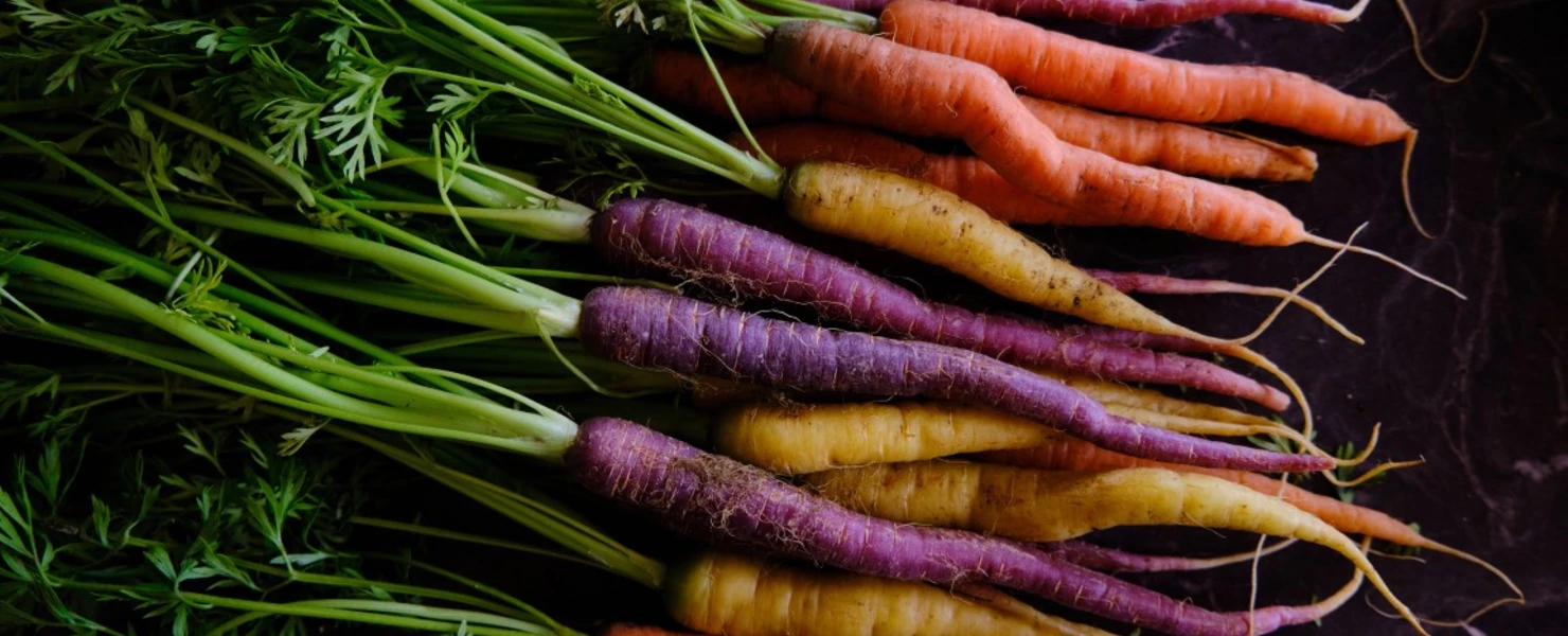 Frisch geerntete bunte Karotten mit Grün – violett, gelb und orange – auf dunklem Untergrund.
