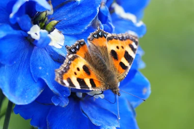 Ein orange-schwarz gemusterter Schmetterling sitzt auf einer intensiv blauen Ritterspornblüte (Delphinium).