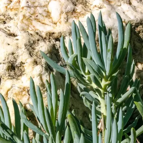 Senecio mandraliscae mit blaugrünen, fingerartigen Blättern wächst neben einem großen, hellen Stein in direkter Sonneneinstrahlung.