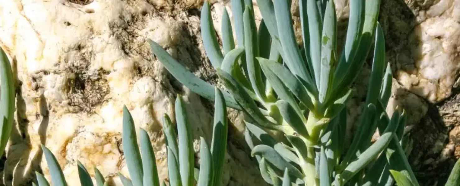 Senecio mandraliscae mit blaugrünen, fingerartigen Blättern wächst neben einem großen, hellen Stein in direkter Sonneneinstrahlung.