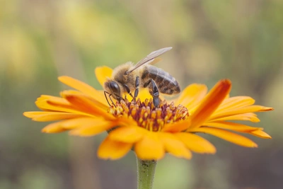Eine Biene sammelt Nektar von einer leuchtend orangefarbenen Ringelblume, die in einem weichen, unscharfen Hintergrund blüht.