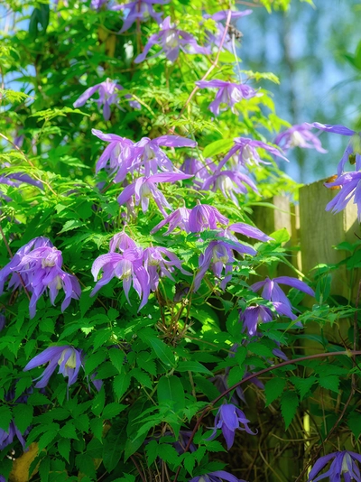 Clematis alpina ‘Frances Rivis’ mit zahlreichen violett-blauen, glockenförmigen Blüten, die an einem sonnig beschienenen Zaun emporrankt.