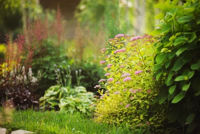 Blühende Sommerspiere (Spiraea japonica) mit rosa Blütendolden im Gartenbeet.