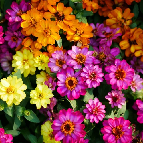 Bunte Mischung niedriger Zinnien (Zinnia elegans) in Gelb, Orange und Pink, dicht an dicht blühend in einem Sommerbeet.