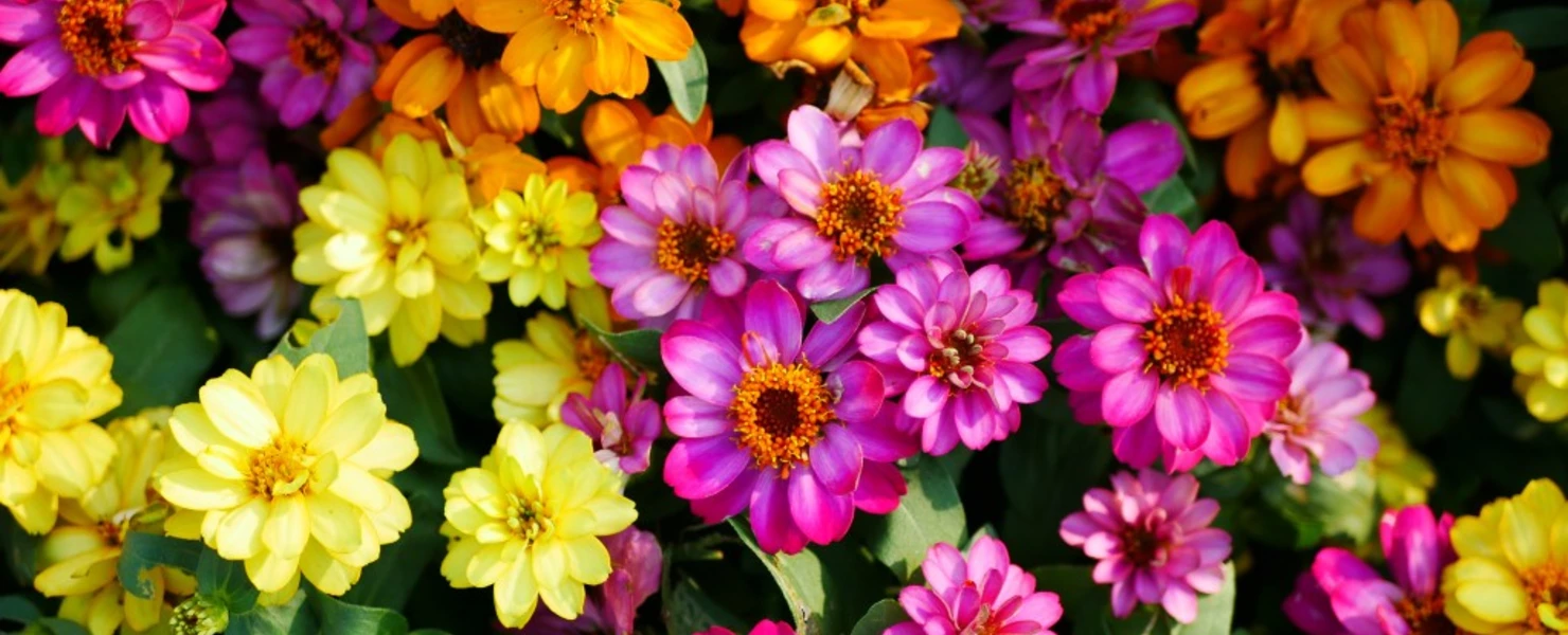 Bunte Mischung niedriger Zinnien (Zinnia elegans) in Gelb, Orange und Pink, dicht an dicht blühend in einem Sommerbeet.
