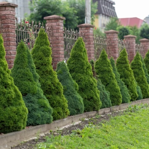 Reihe von Zuckerhutfichten (Picea glauca) vor einem schmiedeeisernen Zaun.