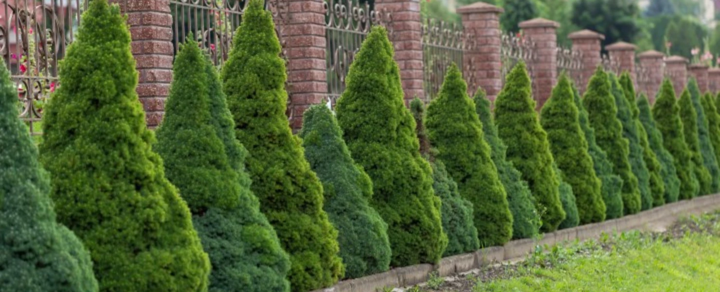 Reihe von Zuckerhutfichten (Picea glauca) vor einem schmiedeeisernen Zaun.