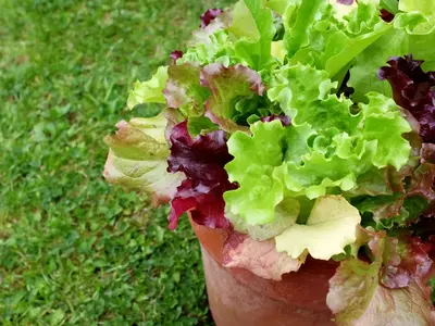 Bunter Babyleaf-Salat in einem Terrakotta-Topf im Garten.