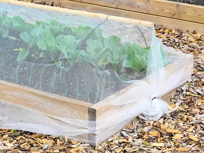 Jungpflanzen von Weißkraut unter einem Schutznetz in einem Hochbeet.