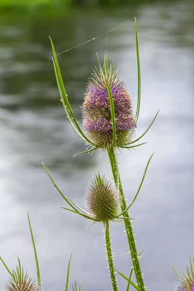 Eine Wilde Karde mit stacheligen, länglichen Blütenständen und einem violetten Blütenkranz. Die Pflanze wächst an einem Gewässer, das als unscharfer Hintergrund zu sehen ist. Feine Spinnweben spannen sich zwischen den Stacheln.