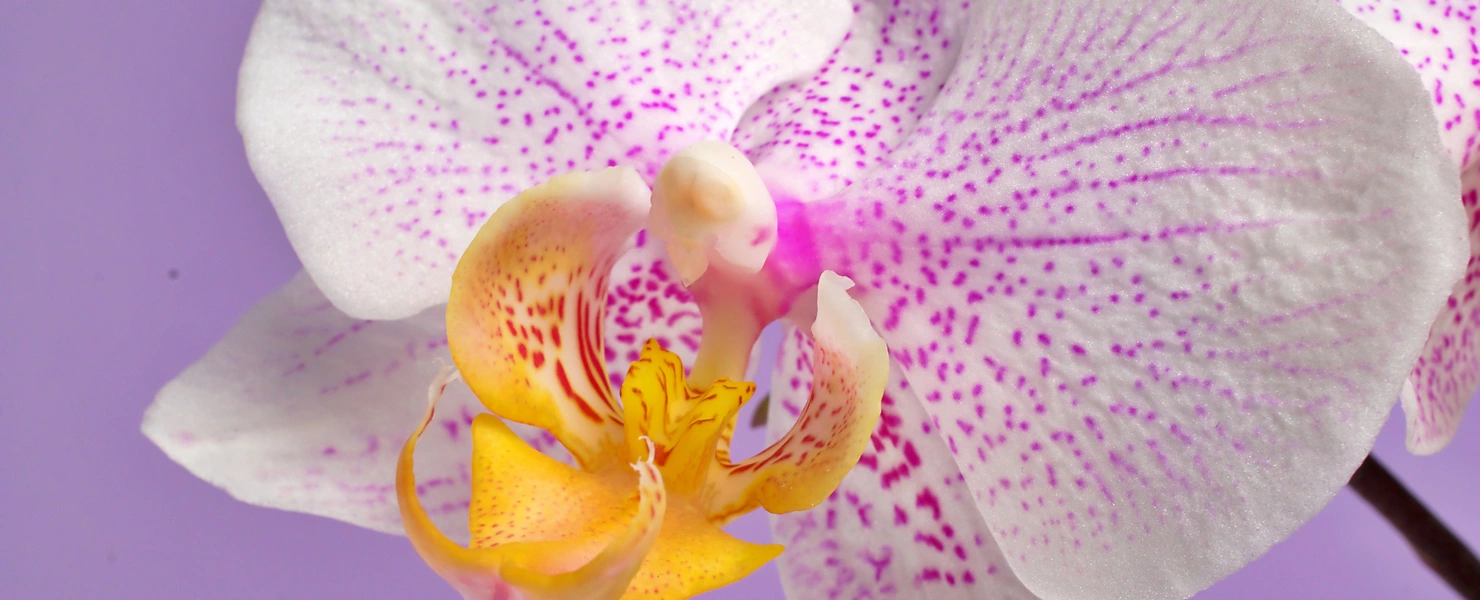 Eine Nahaufnahme einer Schmetterlingsorchidee mit weißen Blütenblättern, die mit zarten, rosa Punkten und Linien gemustert sind, und einem leuchtend gelben Zentrum, vor einem lila Hintergrund