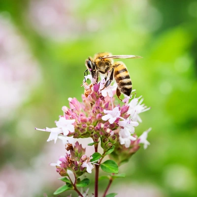 Eine Biene, die auf den Blüten des einjährigen Majorans (Origanum marjorana) sitzt und Nektar sammelt. Die zarten rosa Blüten bilden einen schönen Kontrast zur fliegenden Biene und schaffen eine lebendige, natürliche Szene.