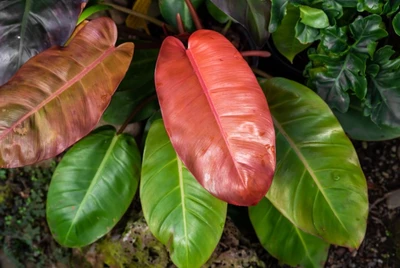 Philodendron 'Prince of Orange' mit leuchtend orangefarbenen jungen Blättern.