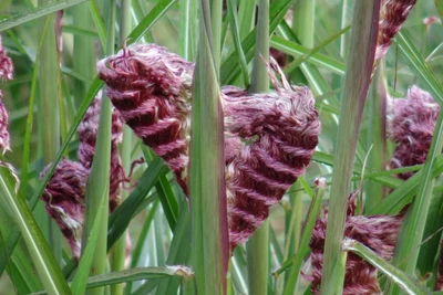 Dicht gewundener, purpurfarbener Blütenstand von Miscanthus sinensis 'Boucle' zwischen den grünen Halmen.