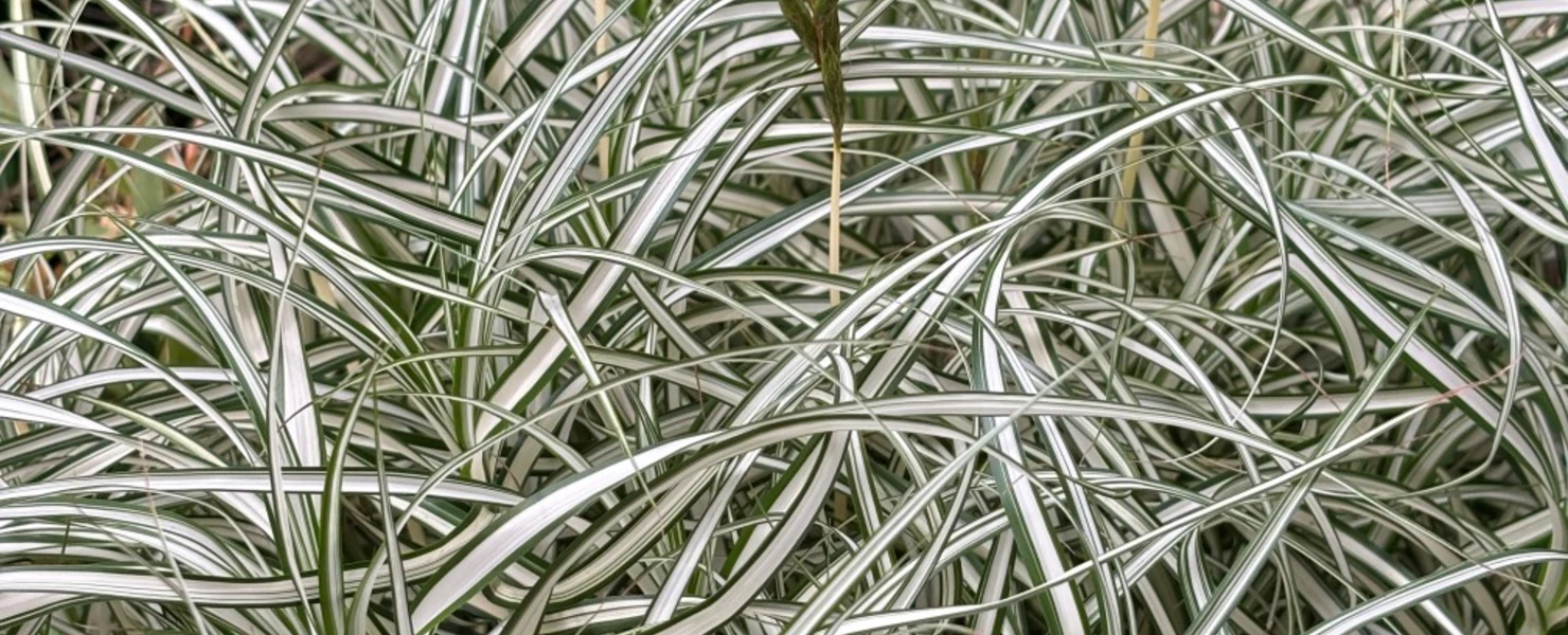 Üppiger Horst der Carex muskingumensis ‘Bicolor’ mit aufrechten Ähren und dekorativem Laub.