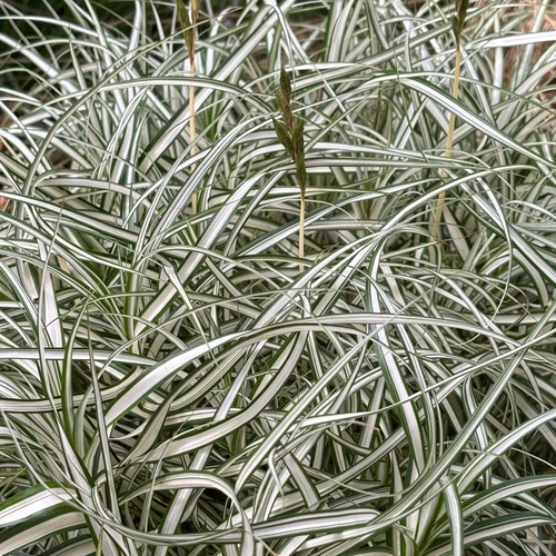 Üppiger Horst der Carex muskingumensis ‘Bicolor’ mit aufrechten Ähren und dekorativem Laub.