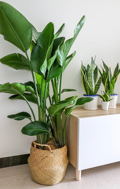 Strelitzia nicolai im Korb mit Sansevieria Pflanzen