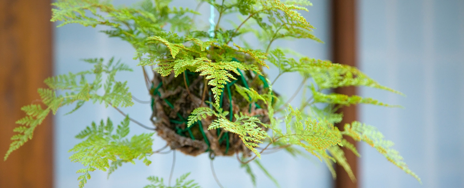 Hängender Kobrafarn (Davallia) in einer Kokedama-artigen Aufhängung