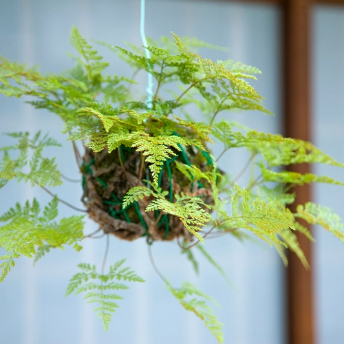 Hängender Kobrafarn (Davallia) in einer Kokedama-artigen Aufhängung