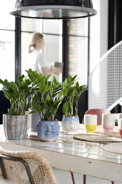 Mehrere Glücksfedern (Zamioculcas zamiifolia) in verschiedenen Töpfen auf einem Tisch.