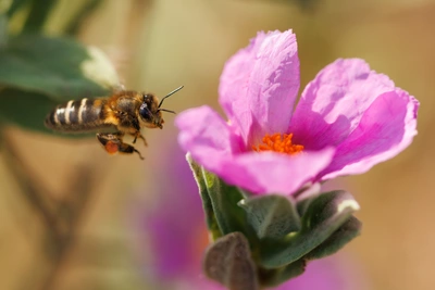 Eine Biene fliegt auf eine pinke Zistrose mit zerknitterten Blütenblättern und einer orangefarbenen Mitte zu. Die Blüte steht auf einem grünen Stängel mit behaarten Blättern. Der Hintergrund ist unscharf mit warmen Erdtönen.