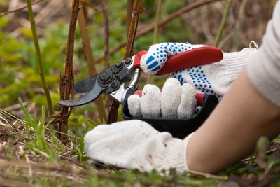 Hände mit Gartenhandschuhen schneiden Himbeertriebe mit einer Gartenschere bodennah zurück.
