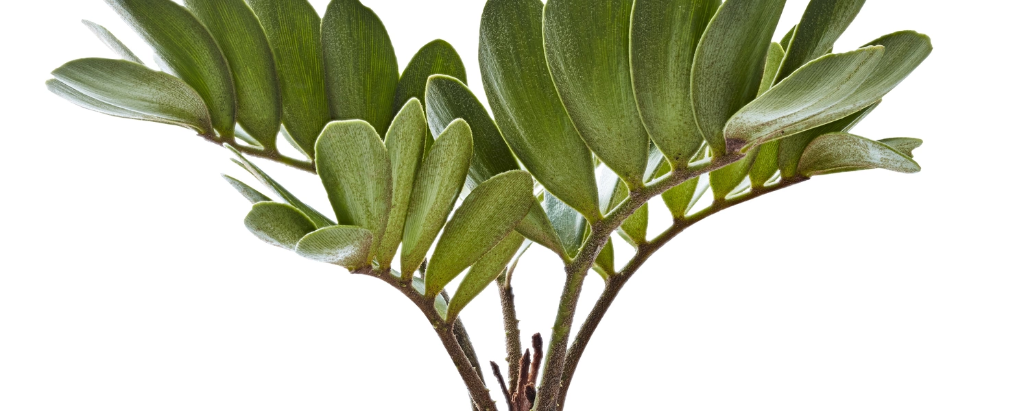 Ein Palmfarn der Gattung Zamia mit dichten, fächerförmigen Blättern, die in einem eleganten Bogen vom robusten, holzigen Stamm abgehen, auf einem weißen Hintergrund abgebildet