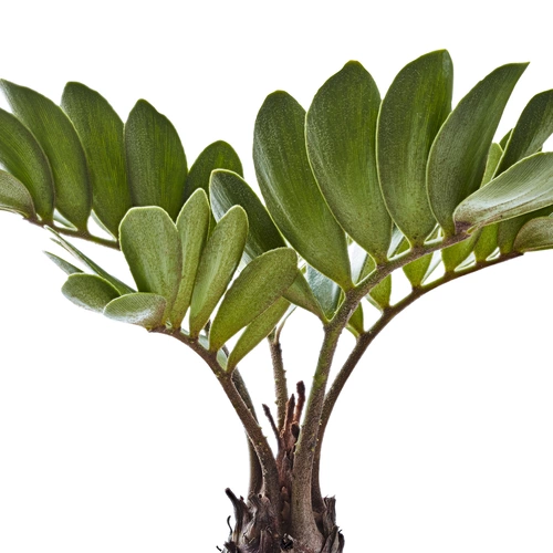 Ein Palmfarn der Gattung Zamia mit dichten, fächerförmigen Blättern, die in einem eleganten Bogen vom robusten, holzigen Stamm abgehen, auf einem weißen Hintergrund abgebildet