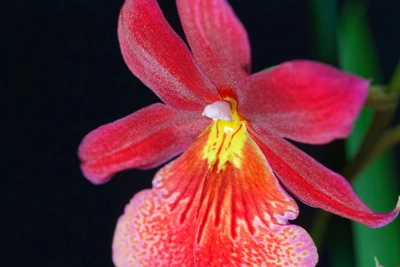 Nahaufnahme einer pinken Burrageara-Orchidee vor schwarzen Hintergrund