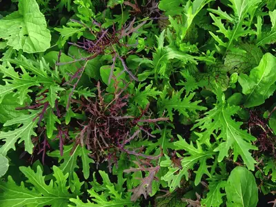 Dicht wachsende Asia-Salatpflanzen mit grünen und rötlichen, gezackten Blättern im Beet.