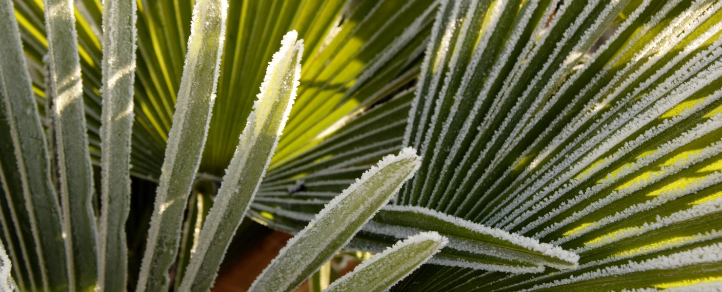 Hanfpalmenblätter mit einer dünnen Frostschicht bedeckt, die die feinen Blattstrukturen hervorhebt