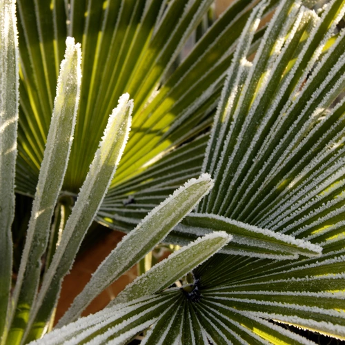 Hanfpalmenblätter mit einer dünnen Frostschicht bedeckt, die die feinen Blattstrukturen hervorhebt