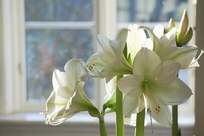 Ritterstern mit eleganten weißen Blüten, die im Sonnenlicht vor einem Fenster erstrahlen