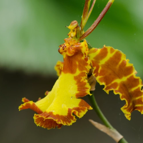 Nahaufnahme einer gelb-orangefarbenen Blüte der Paradiesvogel-Orchidee, die mit ihren welligen Rändern und leuchtenden Farben hervorsticht