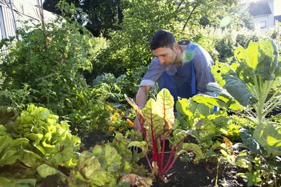 Gärtner erntet Mangold im Gemüsegarten an einem sonnigen Tag.
