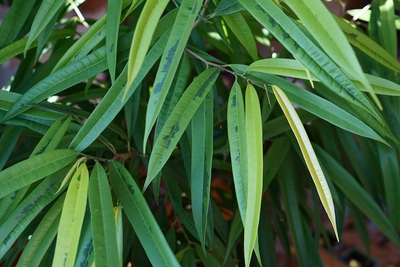 Detailaufnahme der schmalen, grünen Blätter einer Schmalblättrigen Feige (Ficus binnendijkii)
