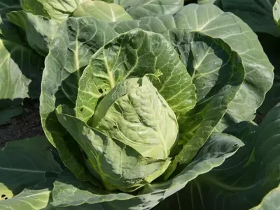 Spitzkohl wächst im Gemüsebeet mit großen grünen Blättern.