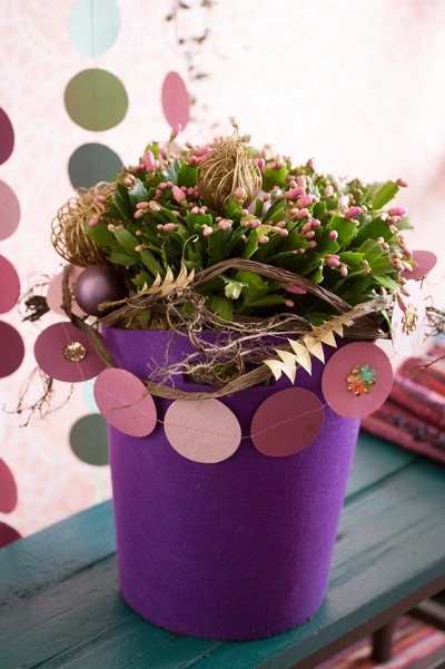Das Bild zeigt einen Weihnachtskaktus in voller Blüte, präsentiert in einem leuchtend violetten Topf. Die Pflanze ist üppig mit rosafarbenen Blüten besetzt und wird von dekorativen Elementen wie Trockenblumen und kreisförmigen Girlanden ergänzt, die das festliche Erscheinungsbild unterstreichen.