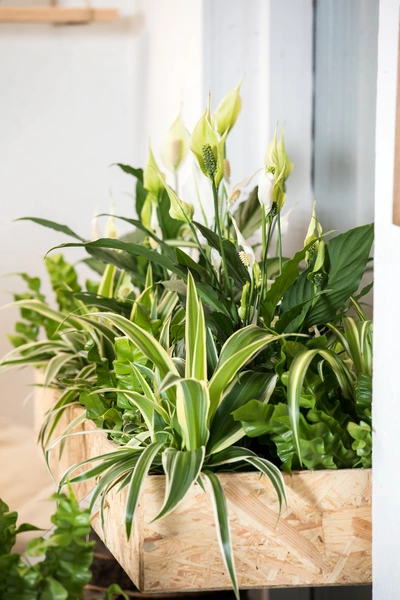 Eine Grünlilie und einer Friedenslilie zusammen in einer Holzkiste, beide mit üppigem, grünem Laub und weißen Blüten, vor einem hellen Hintergrund