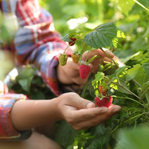 Eine Person pflückt reife und halbreife Himbeeren von einem Strauch.