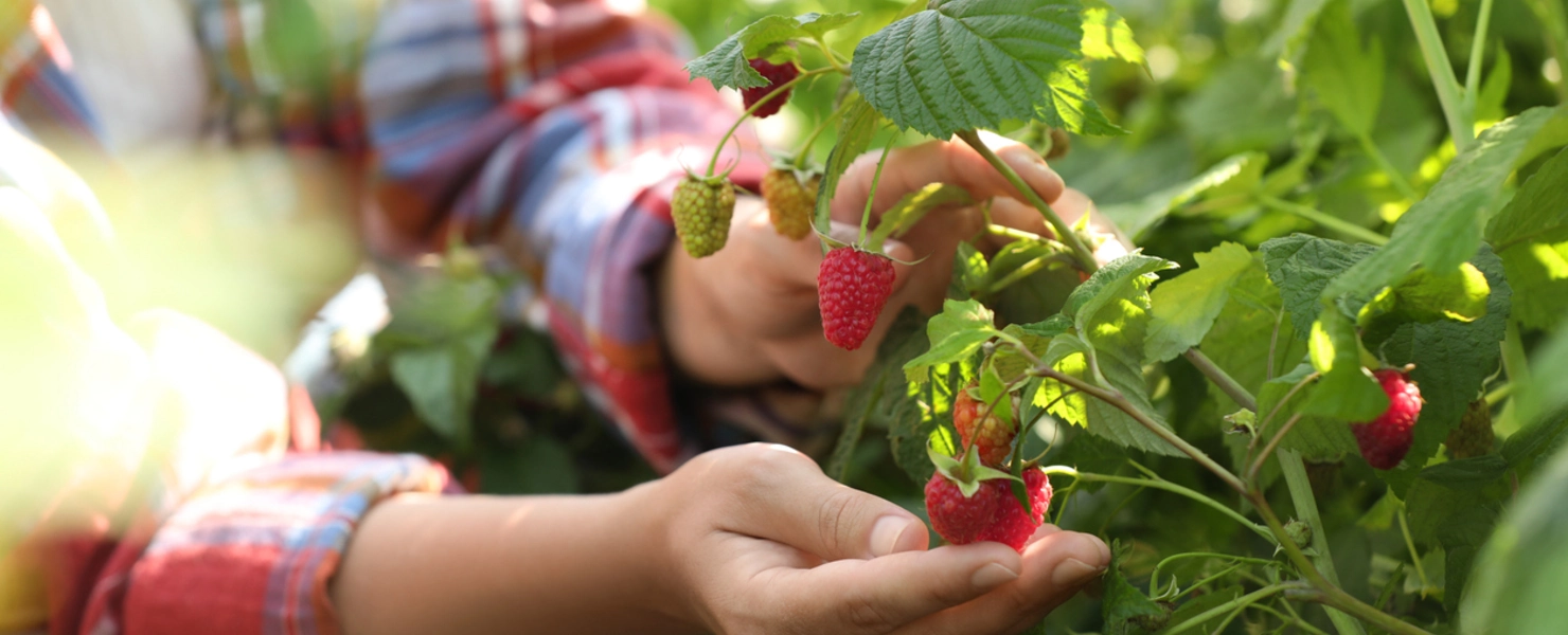 Eine Person pflückt reife und halbreife Himbeeren von einem Strauch.