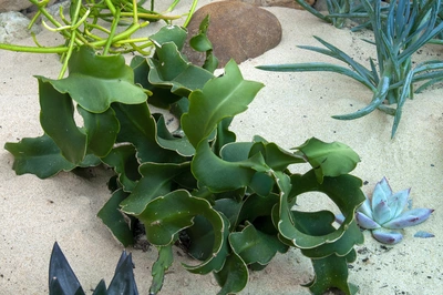 Ein Orchideen-Kaktus mit wellenförmigen, grünen Blättern, der in einem sandigen Gartenbeet zwischen anderen Sukkulenten wächst