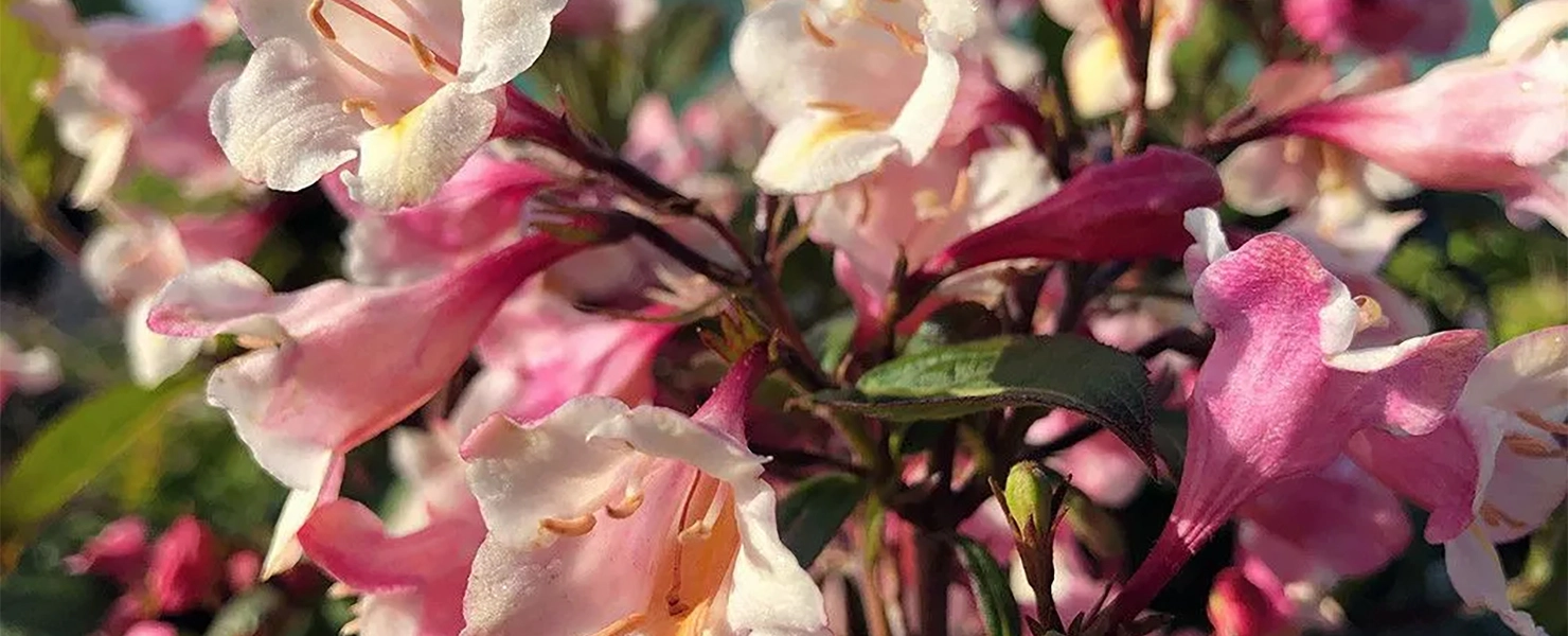 Nahaufnahme der rosa-weißen Blüten der Weigelie 'Vintage Love'