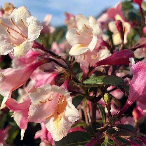 Nahaufnahme der rosa-weißen Blüten der Weigelie 'Vintage Love'