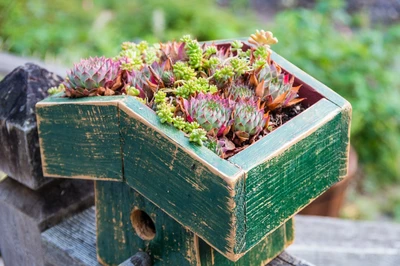 Bunte Hauswurz-Arrangements in einer alten, grünen Holzkiste.