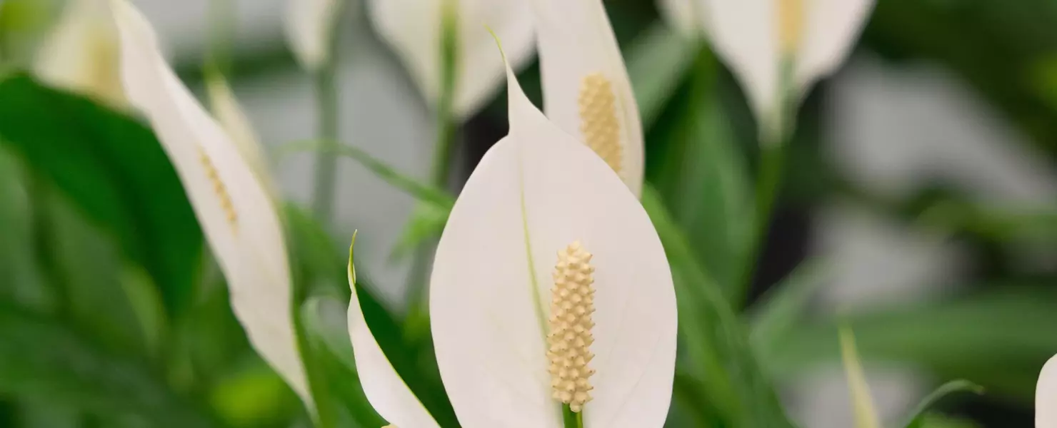 Friedenslilie mit mehreren weißen Blüten und dunkelgrünen Blättern