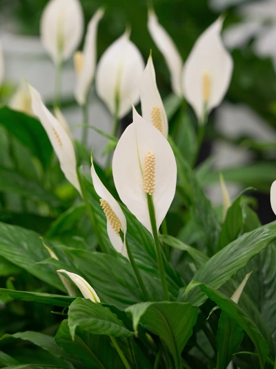 Friedenslilie mit mehreren weißen Blüten und dunkelgrünen Blättern