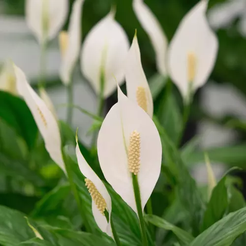 Friedenslilie mit mehreren weißen Blüten und dunkelgrünen Blättern